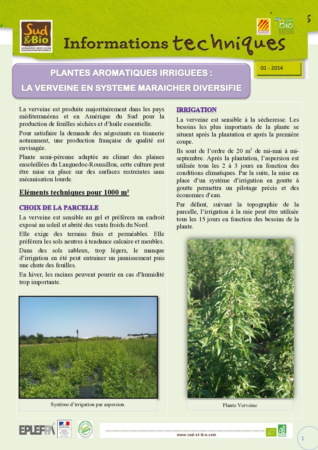 Parution de la fiche technico-économique « Production de Verveine Bio »