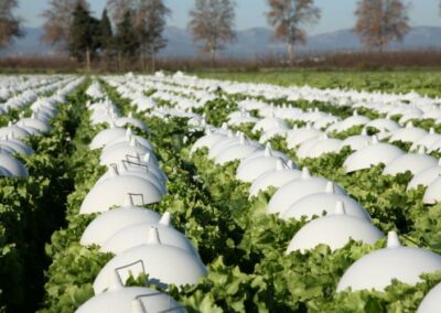 Comment la salade est-elle commercialisée dans les P.O. ?