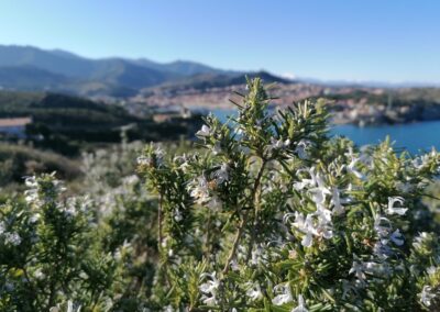 Le Cap Béar, un superbe lieu d’étude