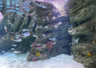 Visite de l’Observatoire Océanologique de Banyuls sur-Mer