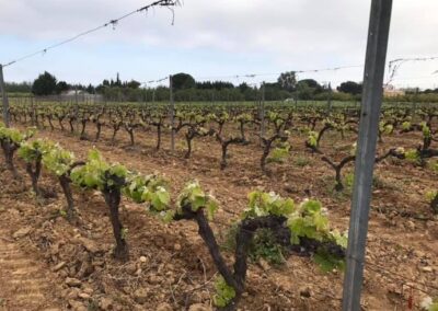 Formation de saisonniers en taille