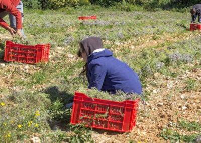 CS PPAM Conduite de Productions de Plantes à parfum, Aromatiques et Médicinales