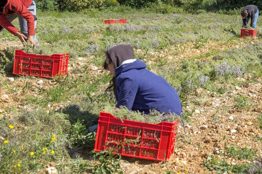 CS PPAM Conduite de Productions de Plantes à parfum, Aromatiques et Médicinales