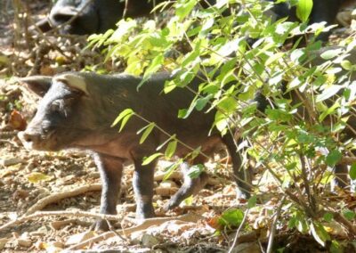 Visite d’exploitation porcine à Montferrer