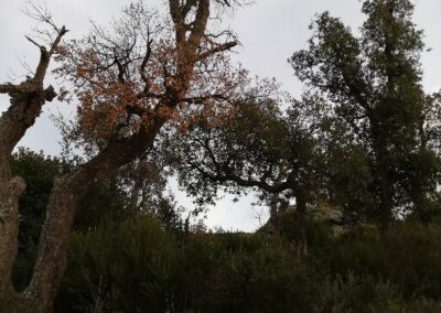 Comprendre l’impact du réchauffement climatique sur la chênaie dans les Albères