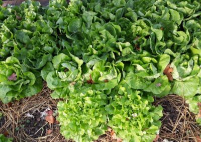 Les salades de Rivesaltes