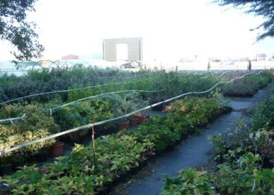 Visite d’une pépinière et d’une jardinerie dans le Ribéral