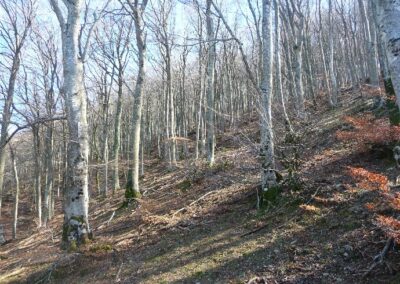 A la découverte de la forêt des Albères