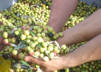 Les olives du domaine pédagogique sont arrivées