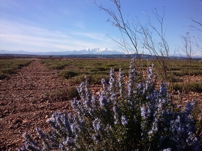 Exploitation agricole : le Domaine