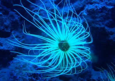 Sortie de fin d’année à l’aquarium de Banyuls et au parc animalier des aigles de Valmy