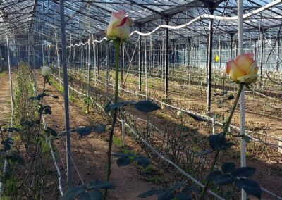 Visite des Roses de la Prade