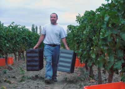 Le chardonnay du « Domaine de l’Ecole » millésime 2007 est en cours d’élevage