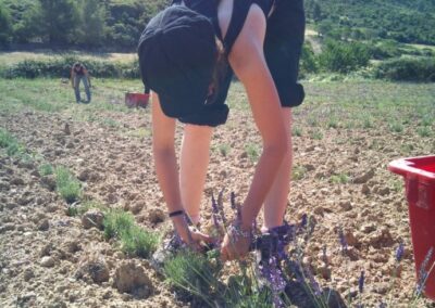 La filière PPAM à l’honneur dans la minute agricole sur France Bleu Roussillon