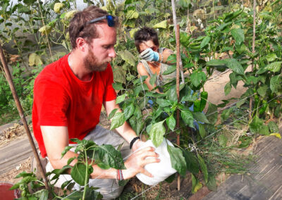 BP Responsable de Productions Légumières, Fruitières, Florales et Pépinières