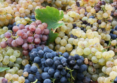 BPa TVV Travaux de la Vigne et du Vin