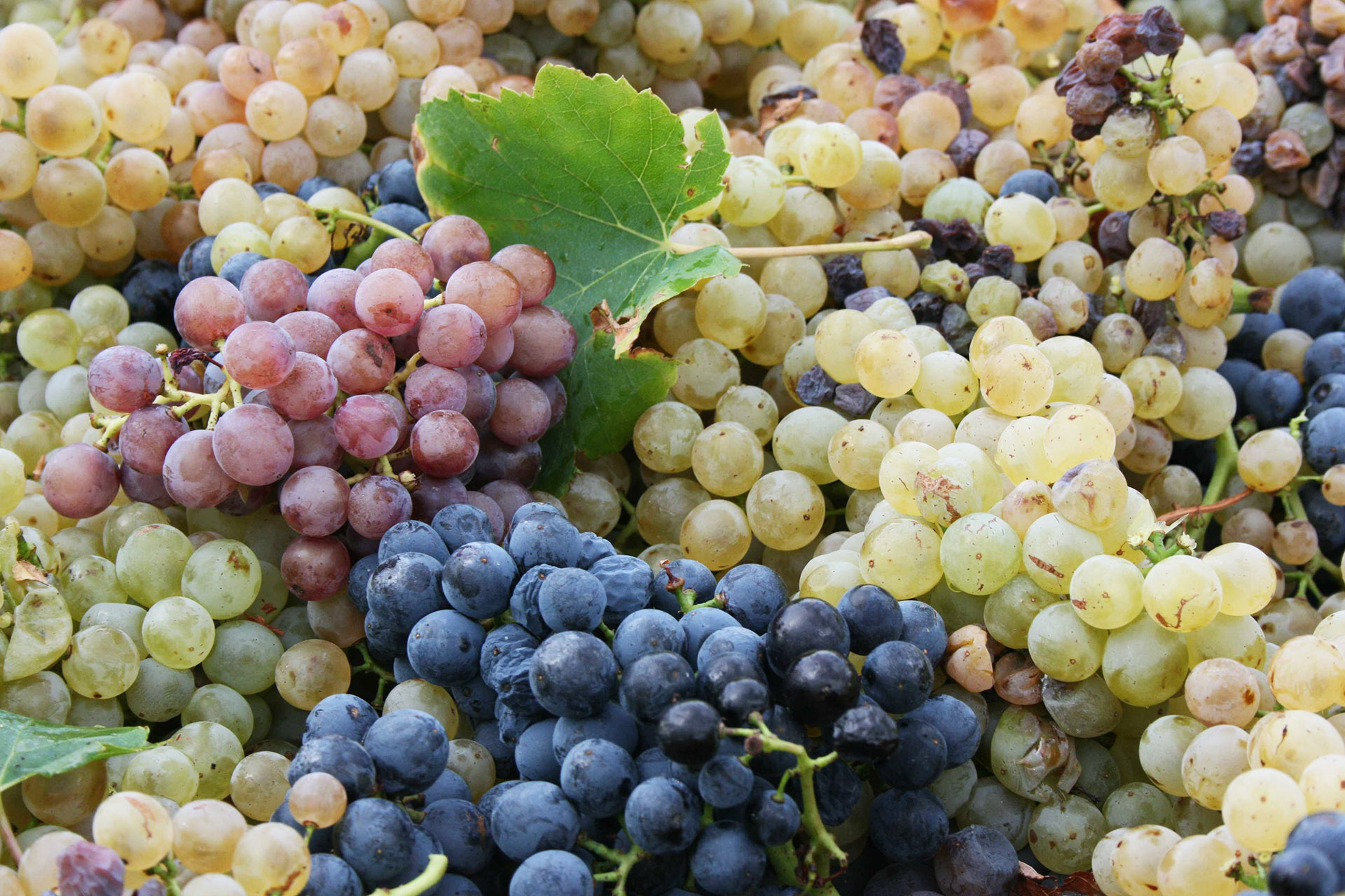 BPa TVV Travaux de la Vigne et du Vin