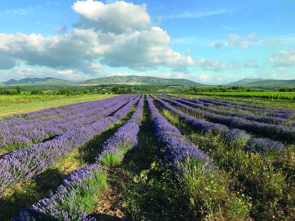 Exploitation agricole : le Domaine